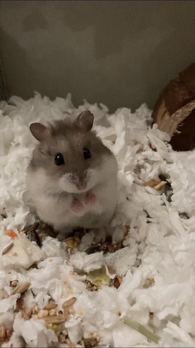 this hamster reminded me of him..