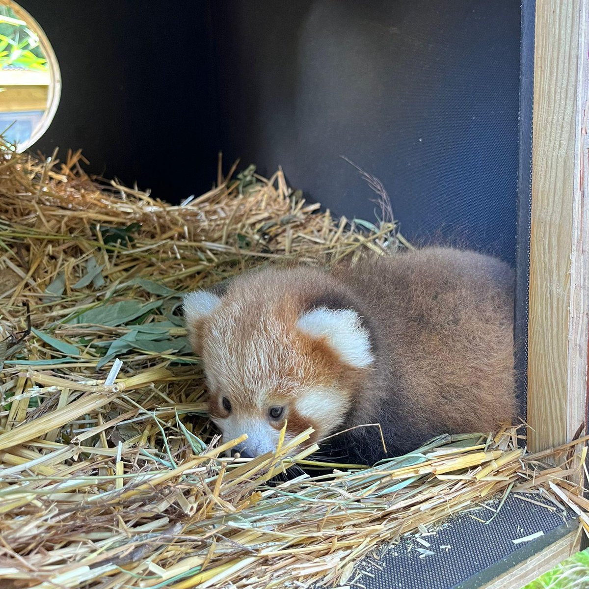 Our keepers got a sneak peek of our ADORABLE little red panda cub in its nest box this week 😍😍😍

The youngster is now around 7 weeks old and is doing well! 🥰 It's staying cosy in its nest box for now, but guests may be able to catch a glimpse in a few weeks! 🐾

#HelloBaby