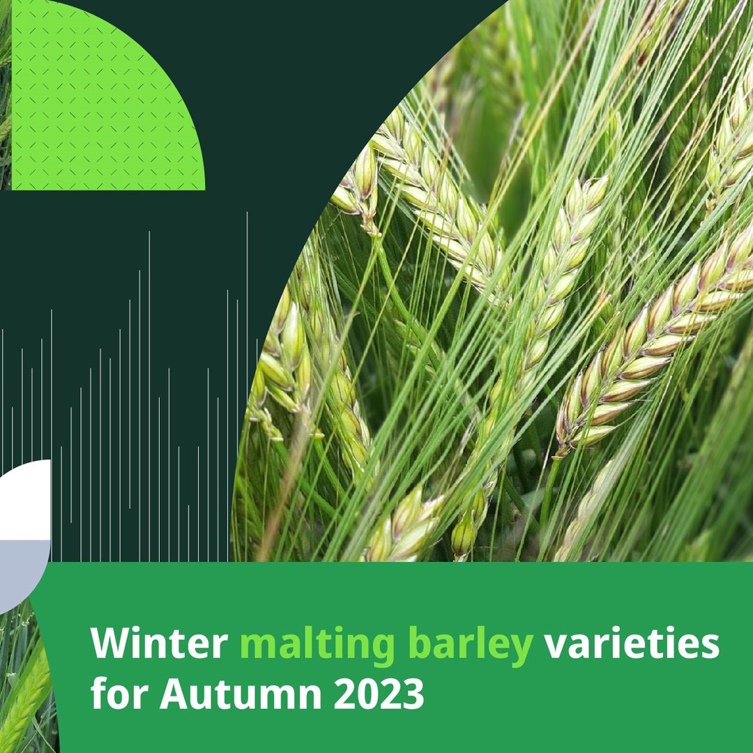 SyngentaUK's tweet photo. ๐ค Are you wondering which winter malting barley to plant this autumn? We have 4 fantastic varieties, #CRAFT #ELECTRUM #FLAGON and NEW #SYVESSEL, the only non-GN #wintermaltingbarley commercially available on the UK market! ๐ฅ Read more here ๐ https://t.co/ULkShFltu4 ๐บ https://t.co/cfO59Pqqw9