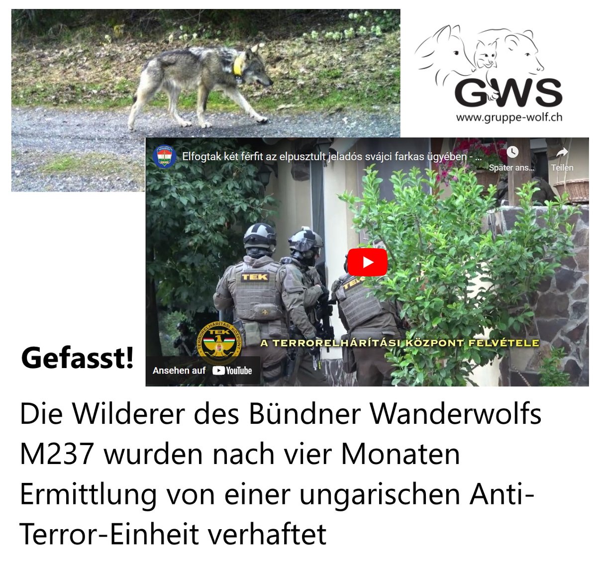 WolfSchweiz's tweet photo. Die #Wilderer von #Wolf #M237 sind nach vier Monaten Ermittlung in #Ungarn gefasst. Bei den Tätern handelt es sich um Mitglieder eines Jagdvereins. 
Im Vergleich zur Schweiz, scheinen die ungarischen Behörden #Wilderei ernsthaft zu verfolgen. https://t.co/UlQSdoTAdl