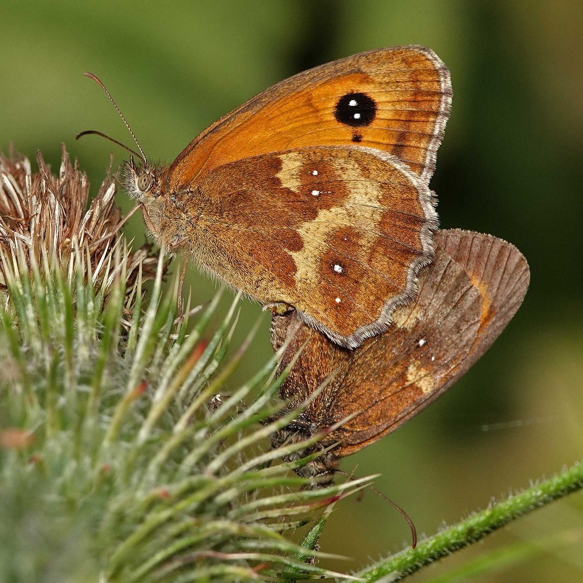 Mating pair of Gatekeeper butterflies on a Spear Thistle head. In our garden yesterday. #BigButterflyCount