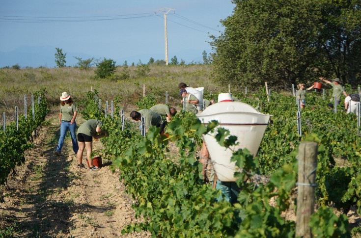 🍇 🍷 Ο τρύγος του 2023 στη Γαλλία ξεκίνησε χθες, Τετάρτη 2 Αυγούστου, στο Roussillon.
Βεβαίως, πρόκειται για σταφύλια λευκού Μοσχάτου με ΔΑΤ 10-11% vol., τα οποία δημιουργούν οίνους βάσης για αφρώδη κρασιά.
🍇 🍷❤ #wineaddiction
#mapofflavours2023 #hartis2023 #thessaloniki