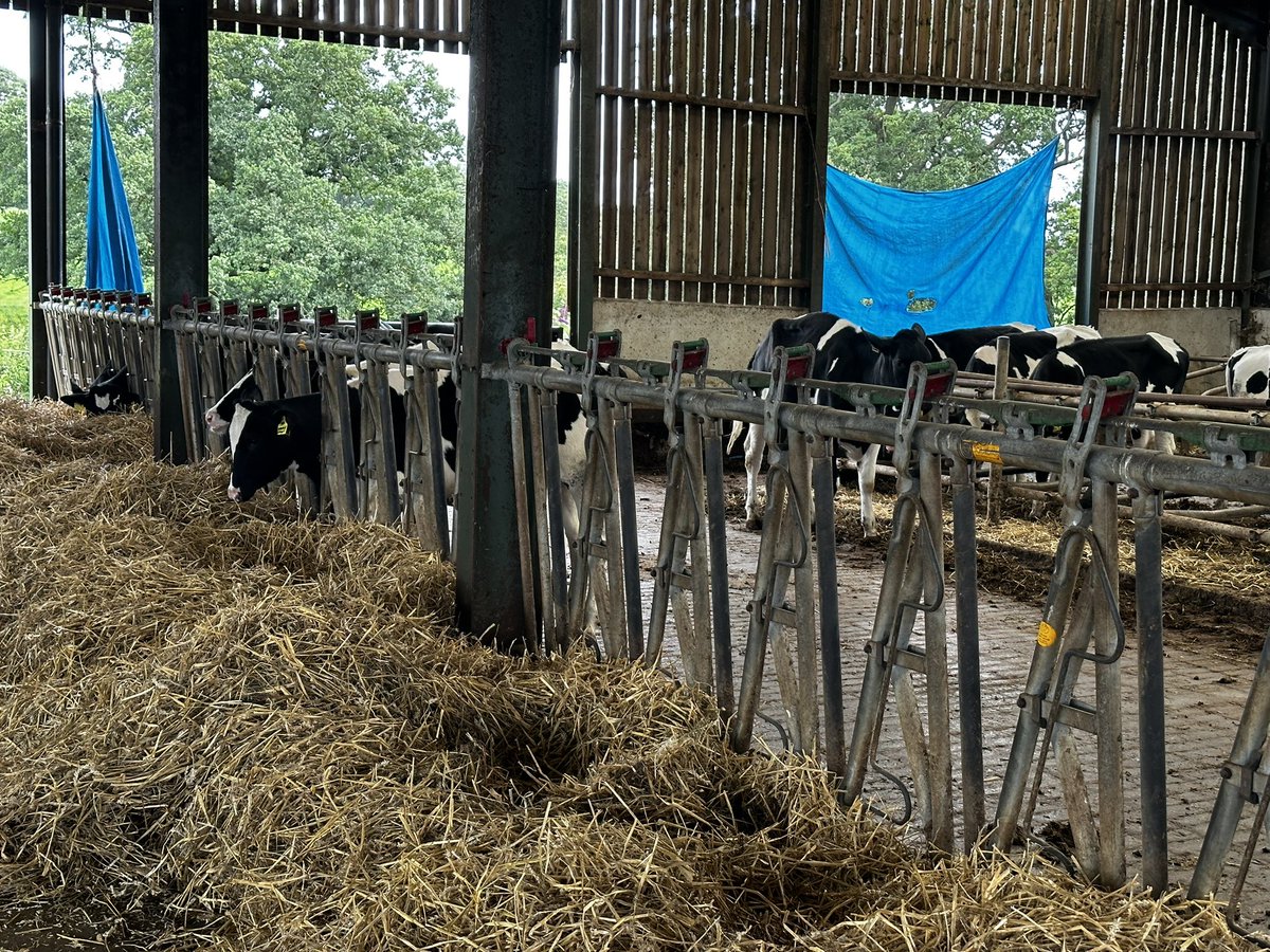 Kicking off this AM with some #Farm24 at <a href="/barberfrms/">Barber Farms</a> / <a href="/HalcyonGenetics/">Halcyon Genetics</a>. 

Support your British farmers all year, but especially now. The most sustainable way to eat is to eat from food produced locally 😊

#TeamDairy <a href="/FarmersGuardian/">Farmers Guardian</a>