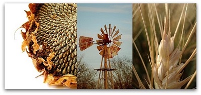 Future of Farming | Artificial Photosynthesis – Paving the Way for Startling New Forms of Sunless Agriculture | Scenario Based Planning course
foresightfordevelopment.org/ffd-newsletters