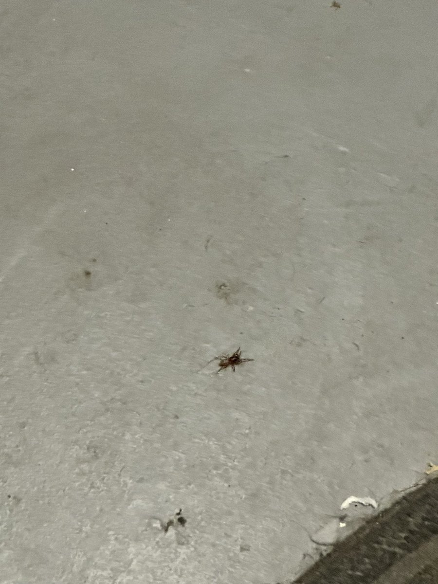 Nikki Kay (@nikkimidwest) on Twitter photo 