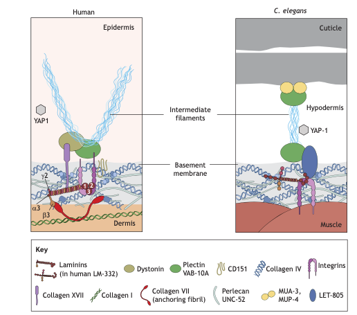 Collin Ewald (@collinewald) on Twitter photo #Mechanotransduction through #hemidesmosomes during #aging and #longevity. <a href="/J_Cell_Sci/">J Cell Science</a>. A review with <a href="/NystromLab/">Nyström Lab</a>. #ewaldlab doi.org/10.1242/jcs.26… #Mechanotransduction through #hemidesmosomes during #aging and #longevity. <a href="/J_Cell_Sci/">J Cell Science</a>. A review with <a href="/NystromLab/">Nyström Lab</a>. #ewaldlab doi.org/10.1242/jcs.26…