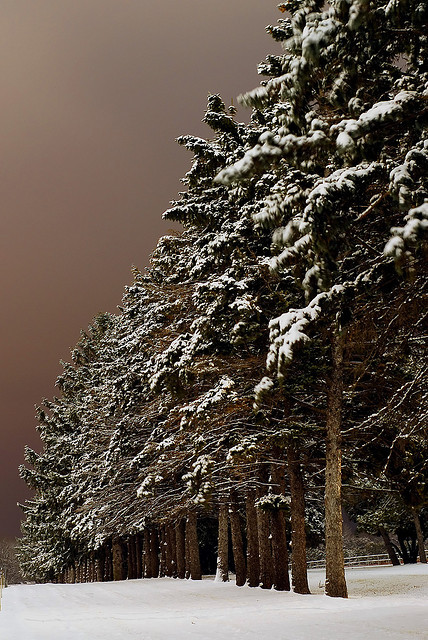 CpuSales's tweet photo. Snow Forest, Iowa #SnowForest #Iowa https://t.co/ErcLAoQMBq https://t.co/yLigrcwQs8