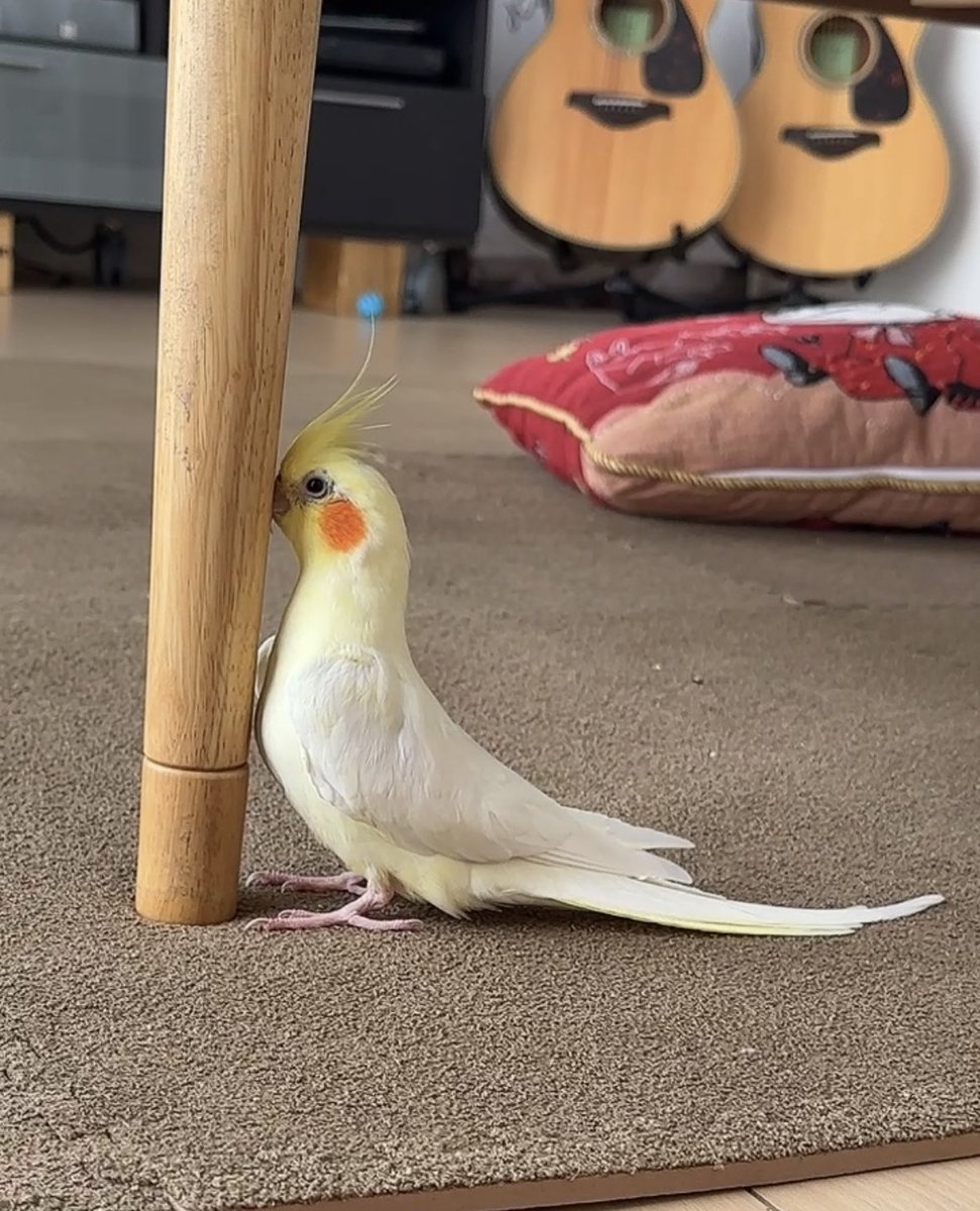 ハト胸矯正してる🐤
