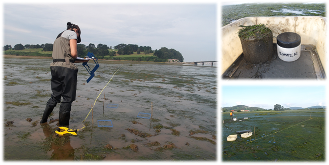 IHCantabria's tweet photo. Fieldwork is key for gathering the best data possible, we have enjoyed it in the estuaries to learn more about the diversity of the benthic fauna living in the Zostera noltei meadows and how it changes with scale #MarshAProject #Nextgeneration https://t.co/feprb6coIK https://t.co/uXi3iIrtjX