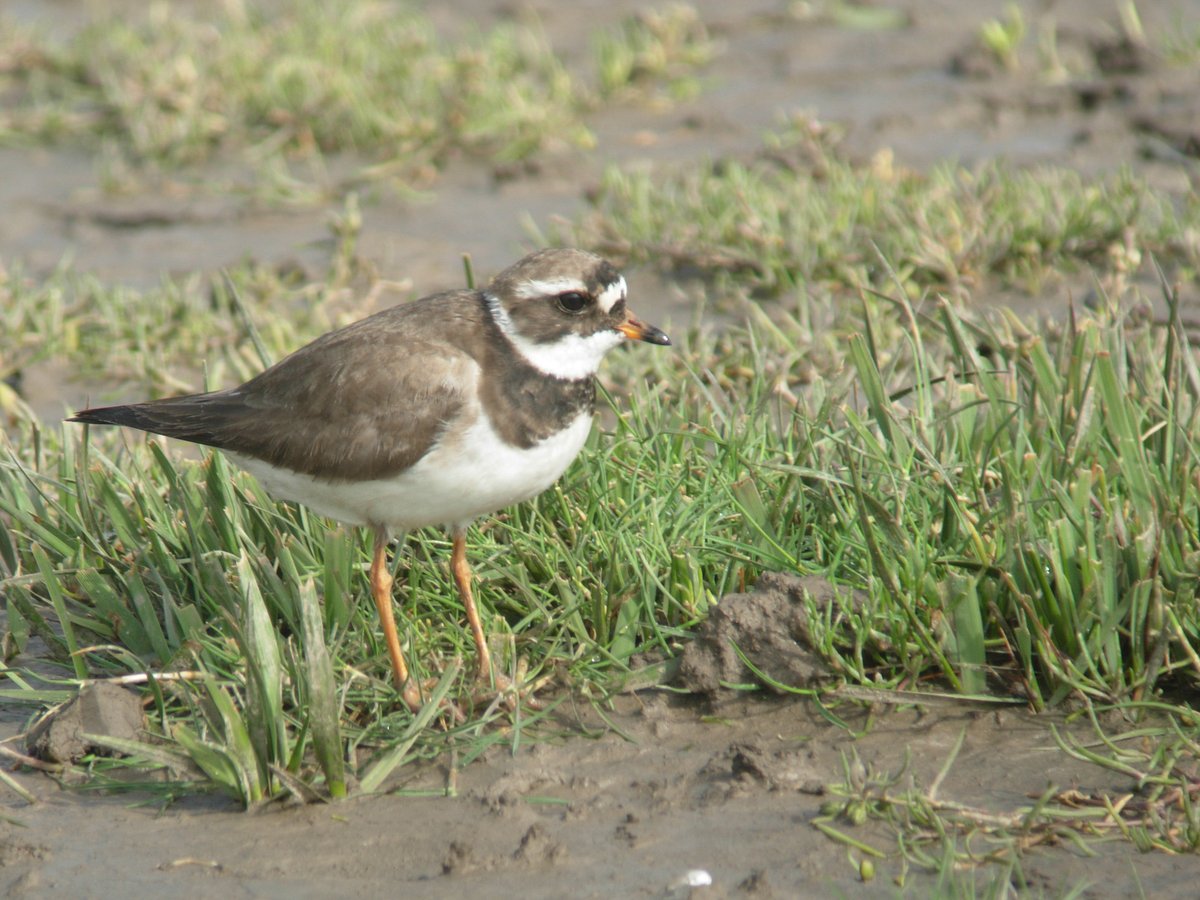 WWTCastleEspie's tweet photo. A couple of #Ringedplover were out feeding on the mudflats – running quickly and then stopping abruptly, their distinctive way of searching for prey.
👇
https://t.co/IgoN9ZJh2z
#Birdwatching #Strangfordlough #DiscoverNI #NiExplorer #BirdsofIreland #Irishwildlife #Belfastplus https://t.co/yjEIKzbjNn