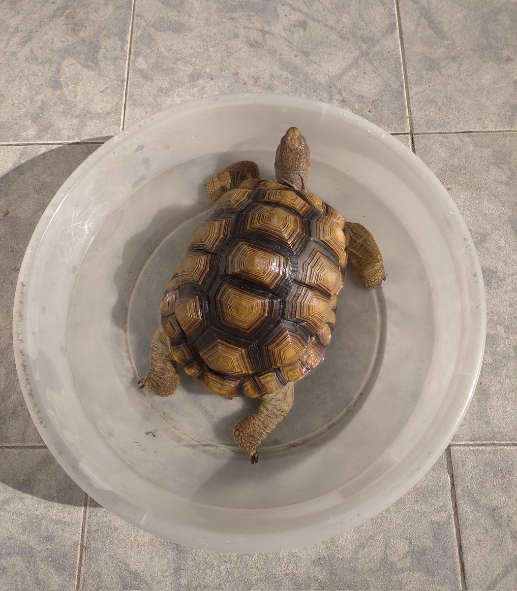 MaleDelCogliano's tweet photo. @ailupe Corazón🐢 también se despertó (después de 2 meses)! No le gusta tomar agua, así que la puse un rato en su palangana para que se hidrate por la cloaca, hizo sus necesidades, comió un poquito de lechuga y caminó hasta dormirse otra vez. https://t.co/Ues3Q86Hb4