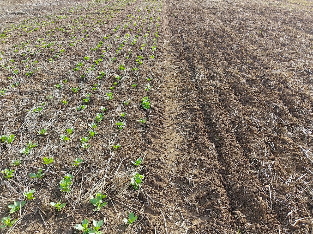 PennyRo25927708's tweet photo. Busy time of year checking sites in the mid north, from Roseworthy to Melrose a lot of variation and difference between sowing time.#SARDIscience https://t.co/yolyU0wBHo