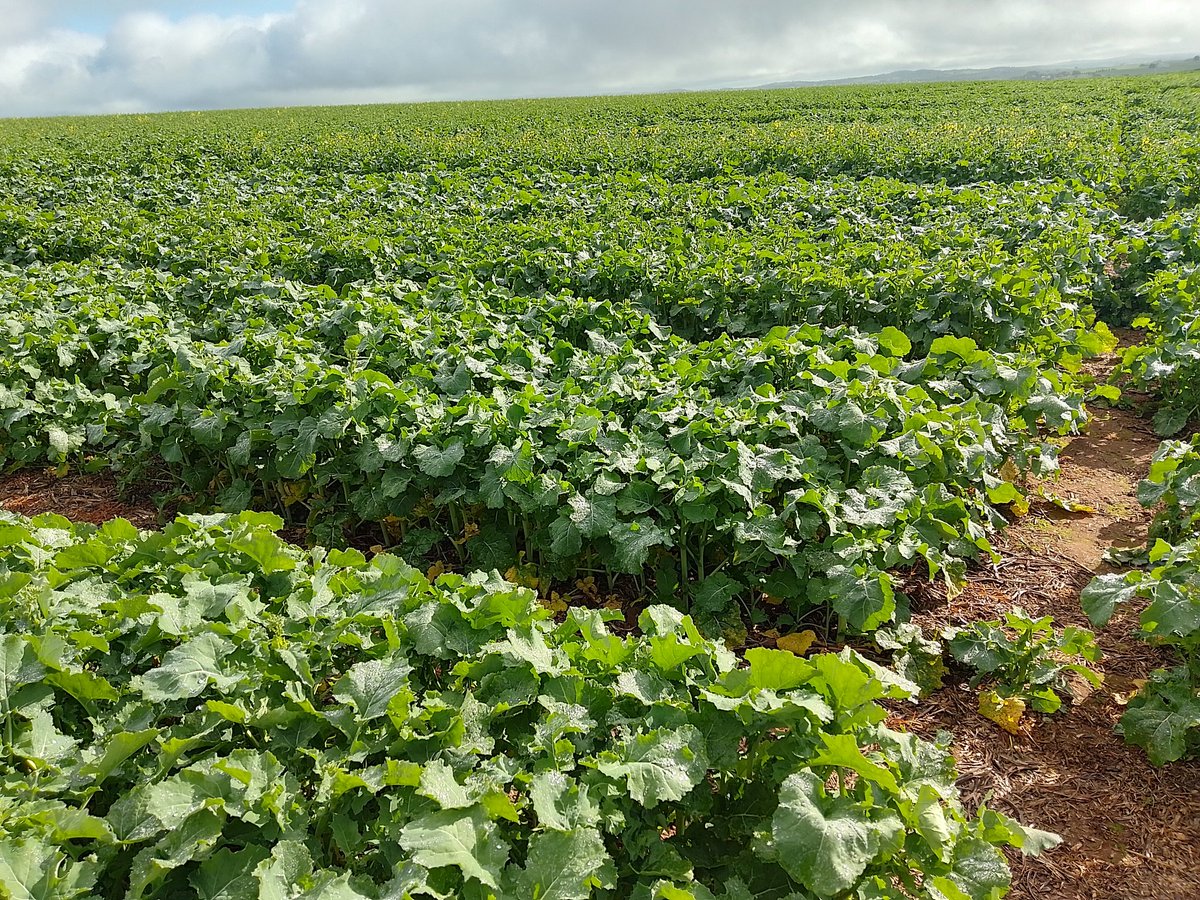 PennyRo25927708's tweet photo. Busy time of year checking sites in the mid north, from Roseworthy to Melrose a lot of variation and difference between sowing time.#SARDIscience https://t.co/yolyU0wBHo