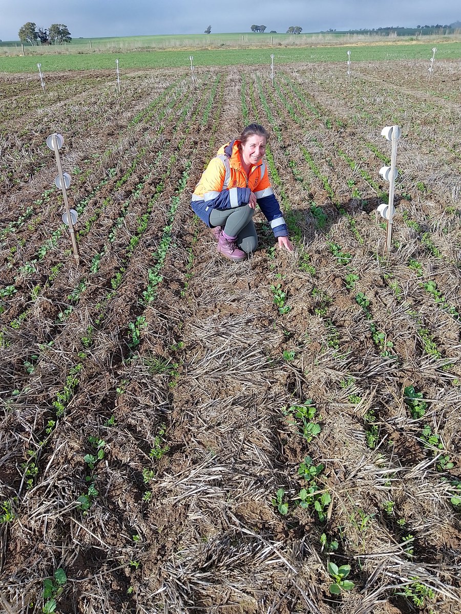 PennyRo25927708's tweet photo. @SAGrainTrust pulses up and away at Farrell Flat frost site. #Intercrop establishing well, second sowing of chickpea and beans in.#SARDIscience https://t.co/riLZf94VpT