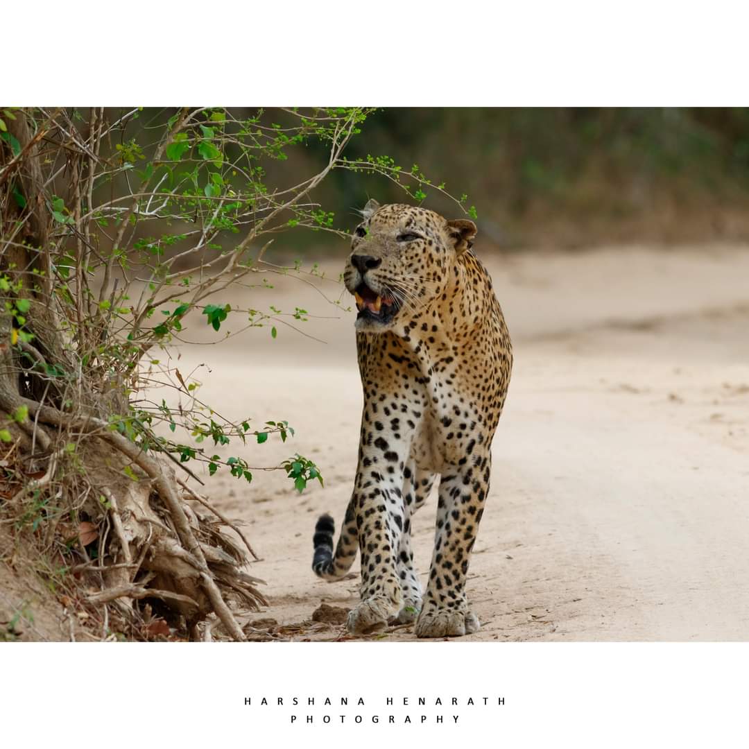 Sri Lanka Leopard day, 1st August.
#wildlife #wildlifephotography #srilankanleopard #photography #potd