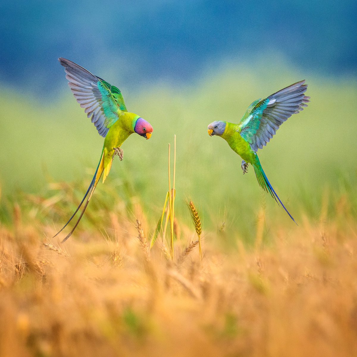 Face to face 
Bird ID: Plum-headed parakeet
Camera: Nikon D850, 500pf
Location: West Bengal, India.
#indiaves #bbewildlifepotd #natgeoindia
#NatGeo #ThePhotoHour #BirdsSeenin2023 #birds #bbceart #amazingnature