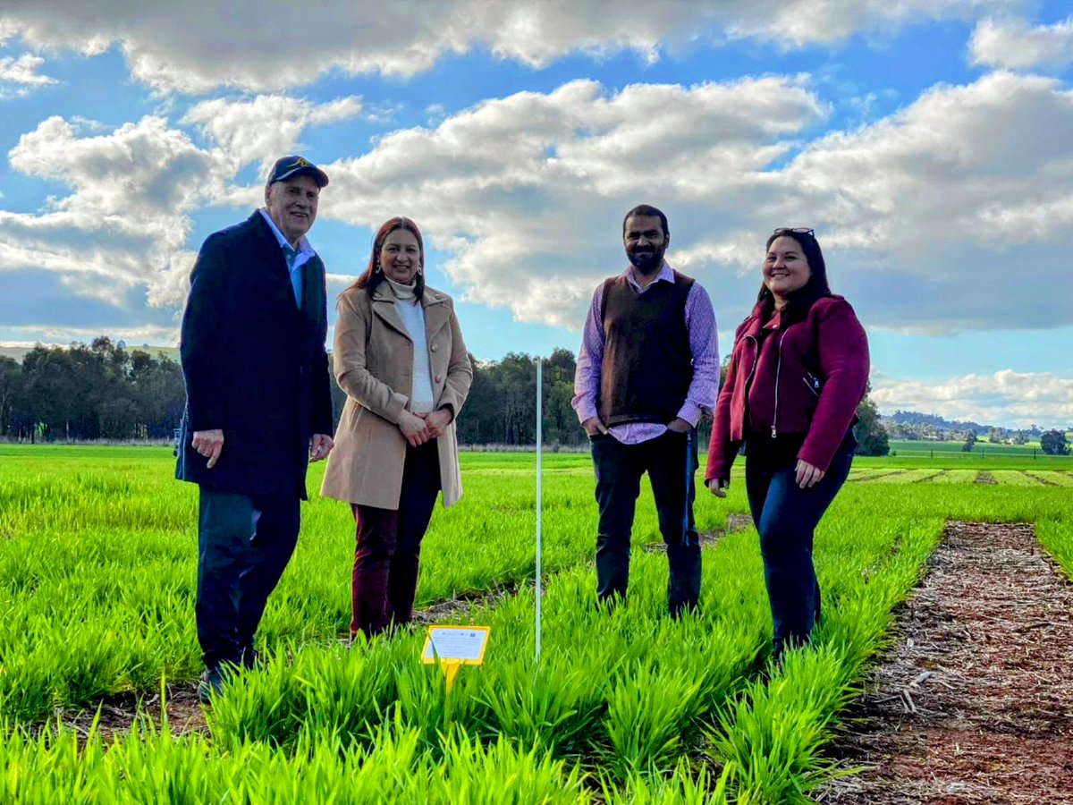Redesigning Broadacre Farming (@sapuom) on Twitter photo Always a pleasure to have Prof Tim Reeves visit our #AusGov #futuredroughtfund funded project field site at <a href="/SciMelb/">Science at Melbourne</a> #dookie farm, aimed at improving #droughtresilience in #broadacre farming systems. <a href="/GuptaDorin/">Dorin Gupta</a> <a href="/razzprotein/">Razlin Azman</a> <a href="/Waseem_Ashfaq/">Waseem Ashfaq</a> <a href="/VicHub_Drought/">Vic Drought and Innovation Hub</a> Thanks, Tim! 🌿 Always a pleasure to have Prof Tim Reeves visit our #AusGov #futuredroughtfund funded project field site at <a href="/SciMelb/">Science at Melbourne</a> #dookie farm, aimed at improving #droughtresilience in #broadacre farming systems. <a href="/GuptaDorin/">Dorin Gupta</a> <a href="/razzprotein/">Razlin Azman</a> <a href="/Waseem_Ashfaq/">Waseem Ashfaq</a> <a href="/VicHub_Drought/">Vic Drought and Innovation Hub</a> Thanks, Tim! 🌿