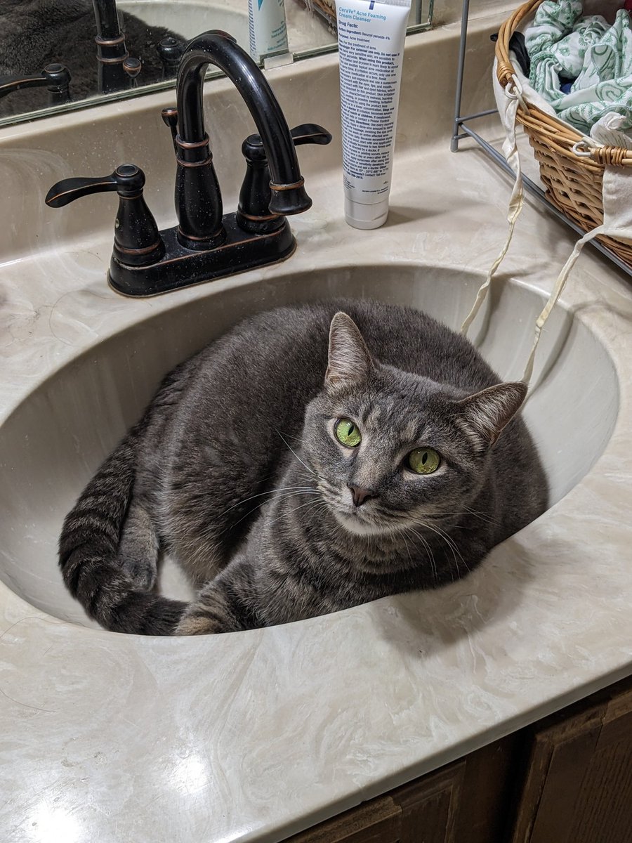 Kaia_Atmn's tweet photo. @ScottJund Sink Cat https://t.co/BrX4gkNHwP