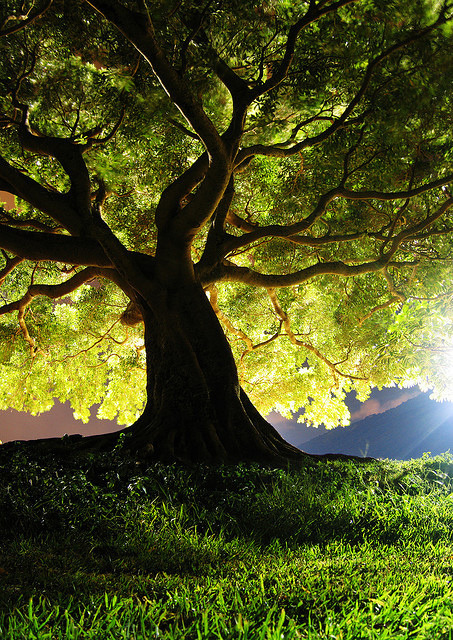 samsaracorp's tweet photo. Tropical Tree, Honolulu, Hawaii #TropicalTree #Honolulu #Hawaii https://t.co/wRh63pXkHu https://t.co/Xq6FEW5SpZ