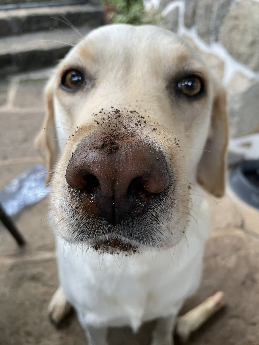 Emily_Summers1's tweet photo. @bunsenbernerbmd Lucy’s muddy nose after hiding a treat… https://t.co/HMBm0xz1xe
