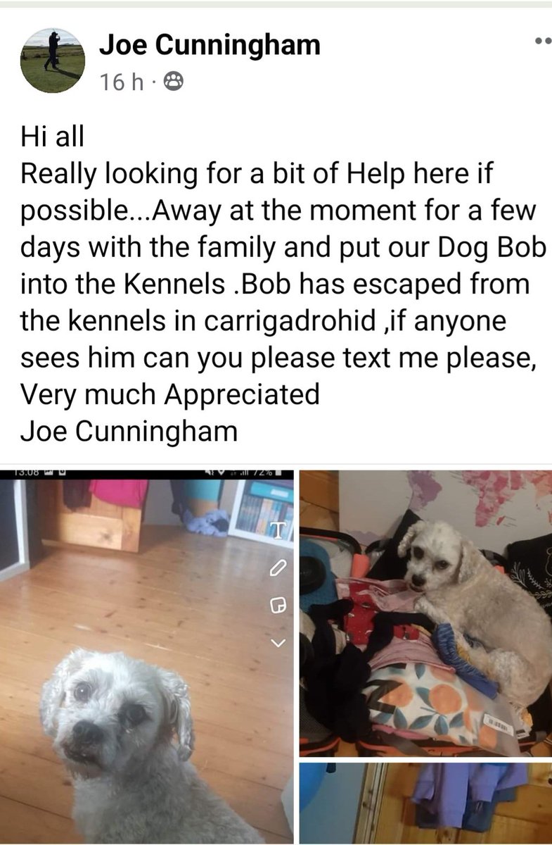 Dog escaped from a dog kennels in the Macroom as family enjoyed a summer break. Have you seen him?  @Lillylatelee <a href="/SouthernStarIRL/">The Southern Star</a> <a href="/corkbeo/">Cork Beo</a> <a href="/JP_Cork/">JP McNamara</a> <a href="/pmessy/">Patricia Messinger</a> <a href="/MacroomGAA/">Macroom GAA</a> <a href="/EoinBearla/">Eoin English</a> <a href="/kieranomahony/">kieran o' mahony</a> <a href="/MacroomChemists/">RailwayViewPharmacy</a> <a href="/Macroom17march/">MacroomStPatricksDayVirtualCelebration2021</a>