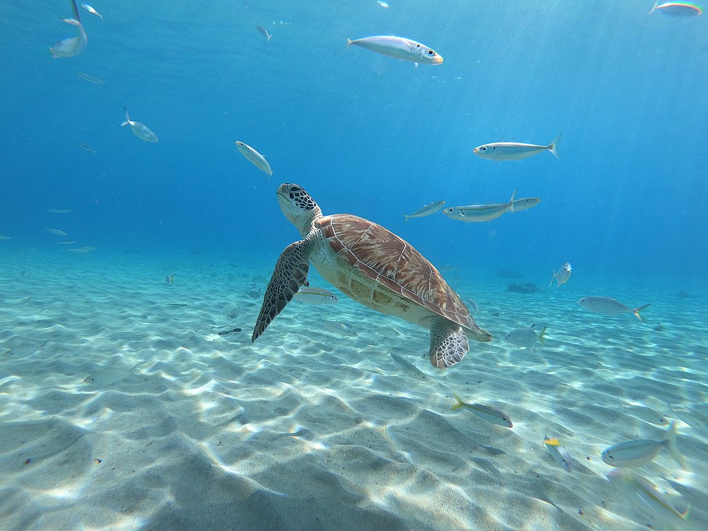 Does swimming a marathon a day while eating nothing but salad sound hard to you? 🥗 Consider the green sea turtle! aut.ac.nz/news/stories/m… @Lorenz0Garcia, @GeestNick, @BioDesignLabNZ, @AUTuni, @MBIEgovtnz, @MBIEsci @BioHeritageNZ Photo: Seasidesaltlife / Wikimedia Commons