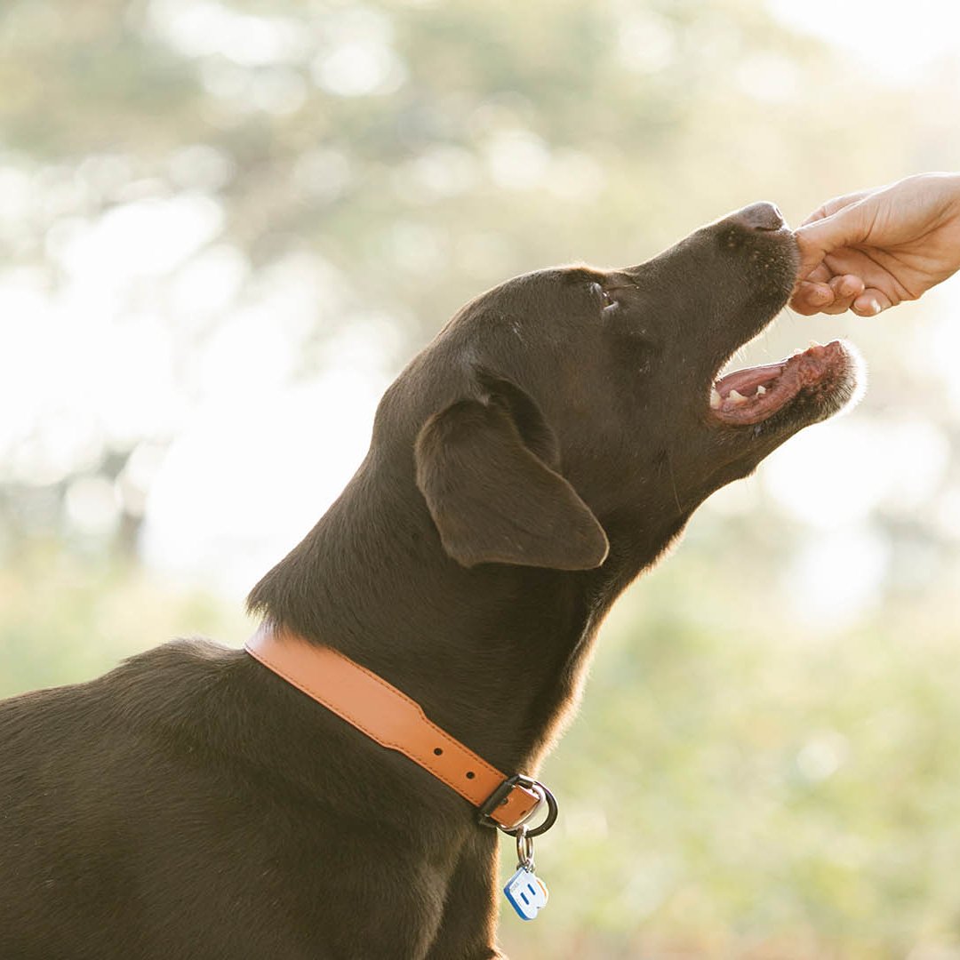 sage_s65739624's tweet photo. Here are some important things to know before providing cashews to your dog, in addition to some warning signs to look out for. #Cashew #Dogs_Care #Dogs #Can_dogs_eat_cashews #Dogs_Health #Are_Cashews_Bad_for_Dogs #Cashews_fordogs

https://t.co/NJx8ACdbUF https://t.co/i8EfLAOPb4