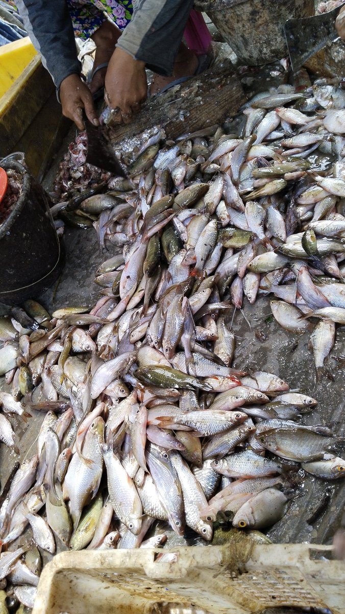 Rhiee_84's tweet photo. Giat luhkan, kamis 03.08.2023, Luhkan Kec. SP Padang OKI, pelaku usaha Ibu Ria, Produksi hasil olahan dari ikan , Kemplang 20kg perhari menjadi 1500 keping dengan harga jual Rp. 700,-/keping
#GiatLuhkanSatminkalBRPPUPP
#luhlapor
#KabOKI https://t.co/gAGXXJtiB7