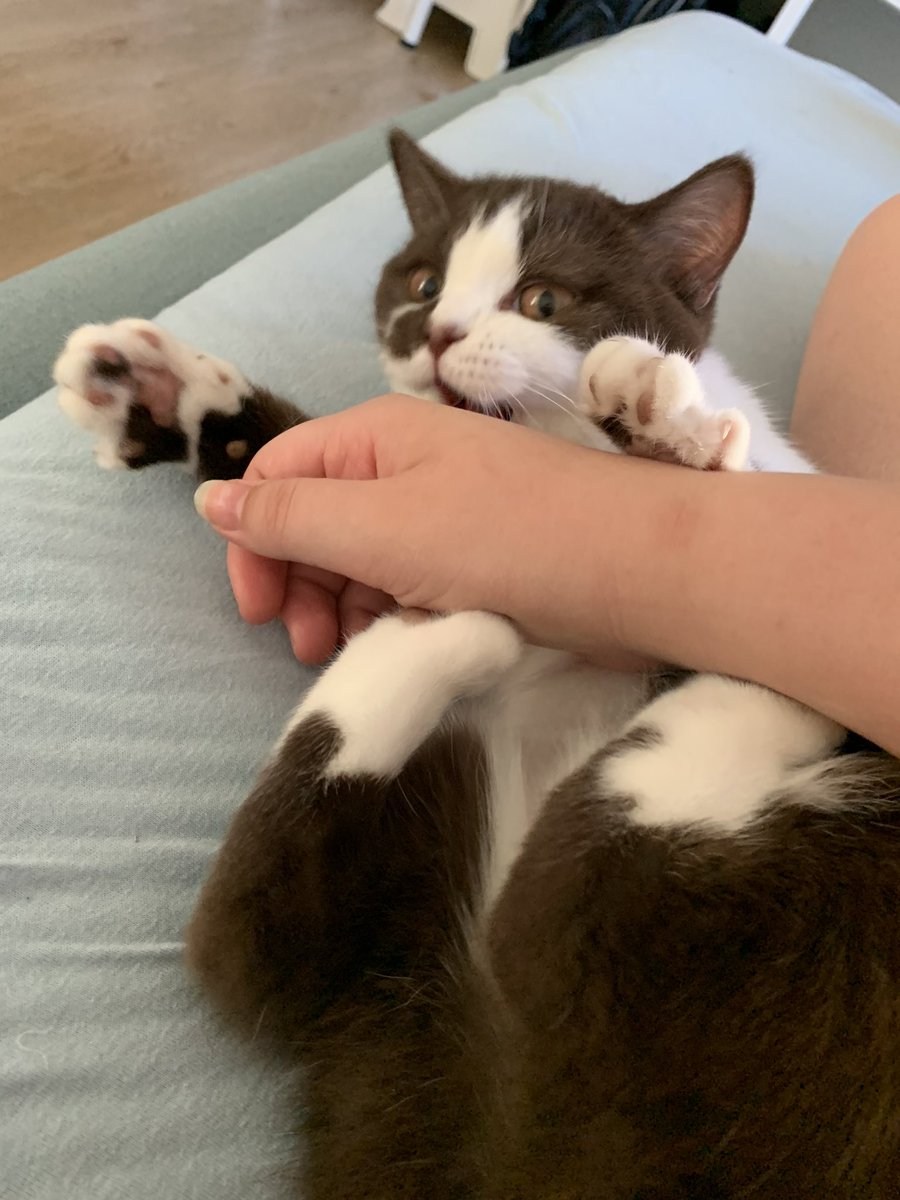 chellyweirdo's tweet photo. blooper delivery from your local tiger 💗 https://t.co/uECcHtGNjV