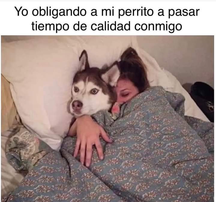 itzynyan's tweet image. Si soy jajajaja #dogs #dogsox #mundoanimal #amorperruno