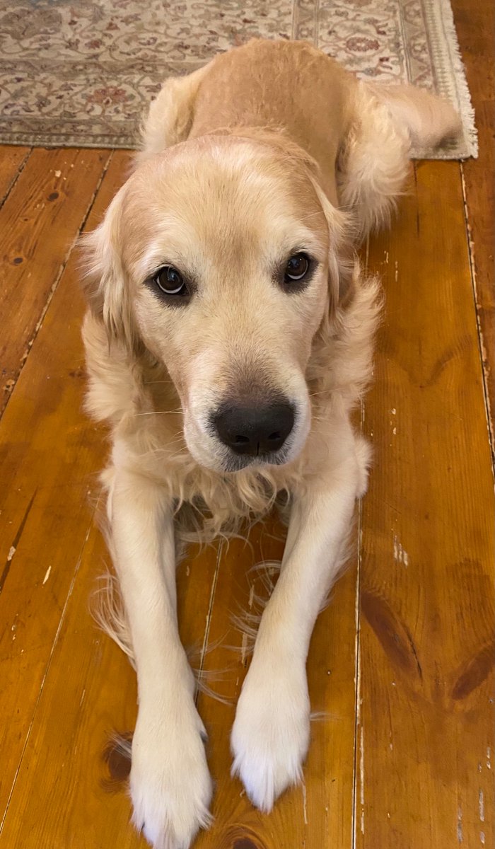 Good Morning! Have a Golden Day. (Our Seb) #dogsoftwitter #goldenretriever #GoldenDay