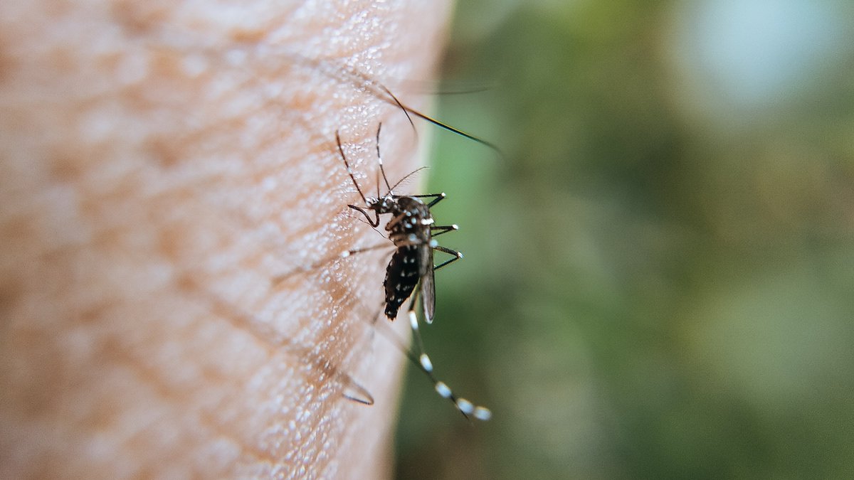 hospitalclinic's tweet image. 🗓️ Avui és el Dia Internacional del #Dengue.

🦟 És una malaltia que es transmet per la picada de mosquits femella infectats del gènere #Aedes i és present en més de 1⃣2⃣5⃣ països d'arreu del món.

➕ info a #PortalCLINIC 👉 bit.ly/3DCNsbc
@FundacionBBVA