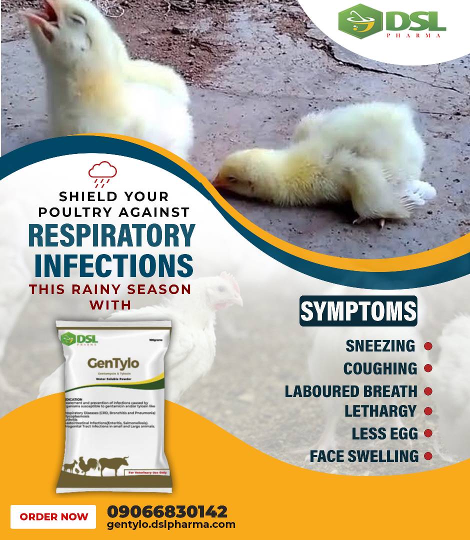 Shield your poultry birds from respiratory infections this rainy season with Gentylo!

#gentylo #poultryhealth #rainyseason #poultryfarmer #respiratorycare #poultry #sneezing #coughing #Lethargy #labouredbreathing #faceswelling #PoultryDiseases #ordernow #vets #vetclinic