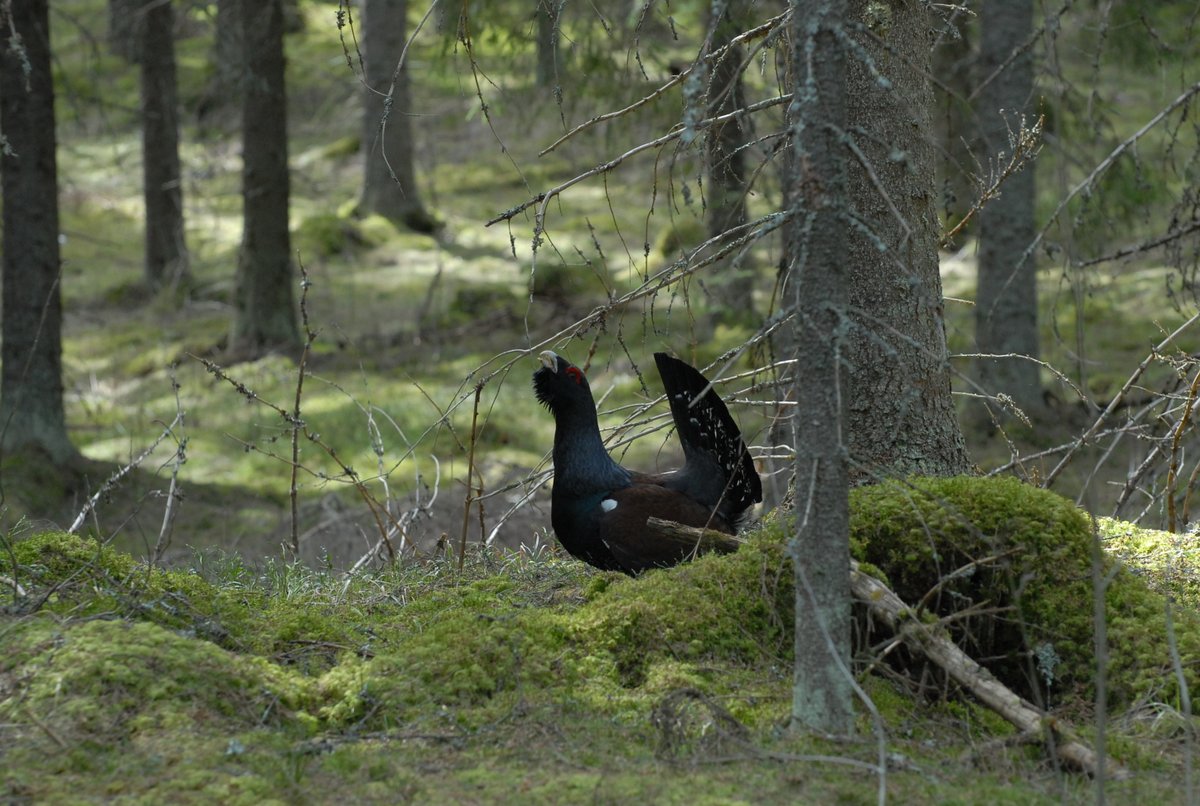 Riistakolmiolaskennoissa loppukirin paikka. Kolmioita laskettu 463, loppuviikon aikana tarvittaisiin sama määrä lisää, jotta oltaisiin viime vuoden määrissä. Esitys metsäkanalintujen syksyn metsästysajoista tulossa ensi viikolla.
<a href="/riistakeskus/">Suomen riistakeskus</a> <a href="/mmm_fi/">MMM</a> @Eraluvat 

Kuva: P. Timonen