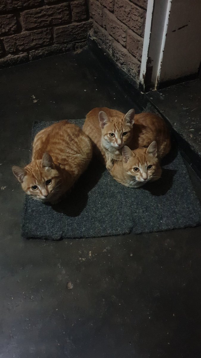 hazel_skippy's tweet photo. ❤️❤️❤️ What I go home to after work https://t.co/FcXRwinYS1
