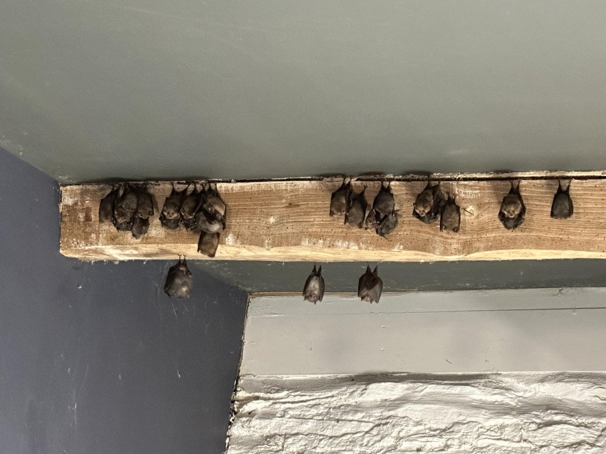 A rather unusual event recently took place overnight at Hestercombe 🦇

A small colony of lesser horseshoe bats decided to take roost in our ticket office toilets.

The toilets will be closed until our little friends find their way back to the cosy lofts of our Visitor Centre.