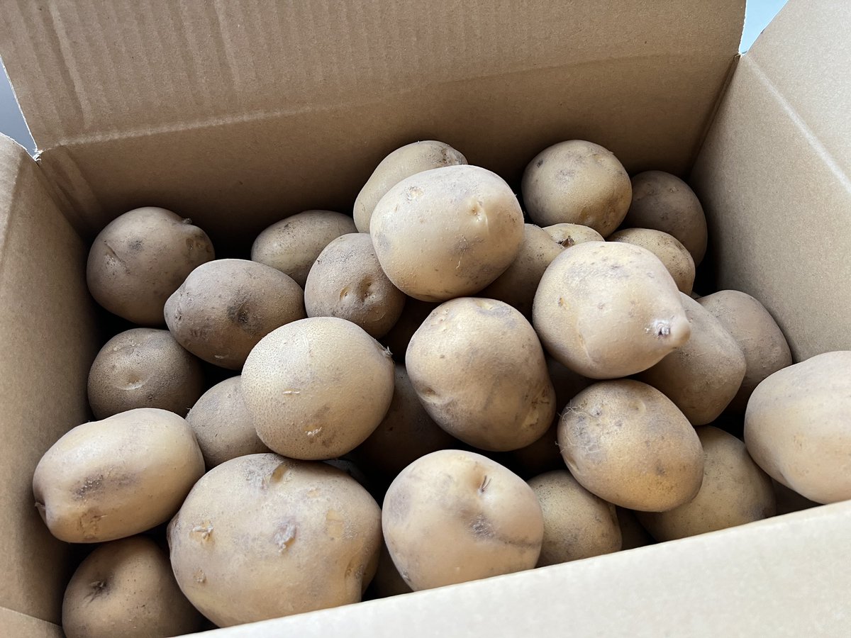 ✨いもあねちゃ✨アムザ農業部 tweet media