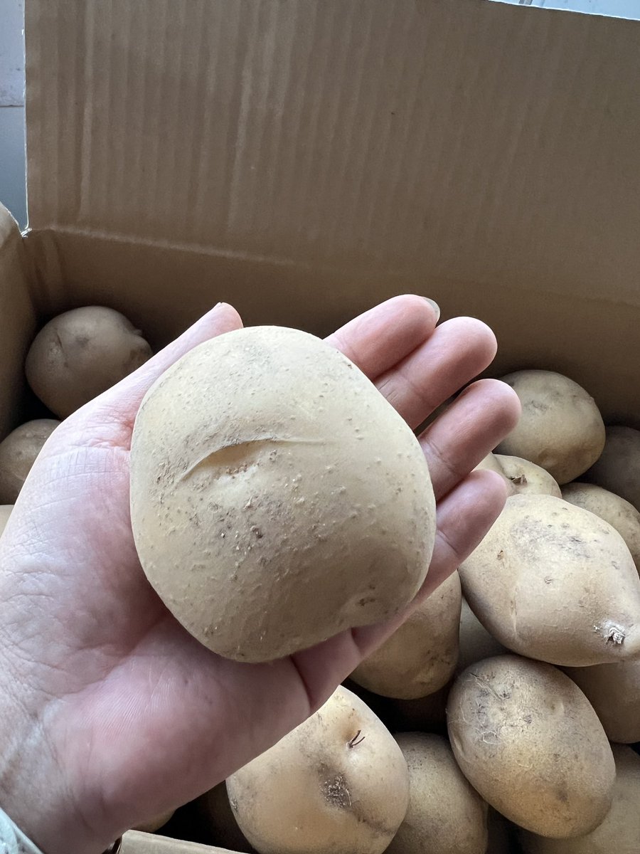 ✨いもあねちゃ✨アムザ農業部 tweet media