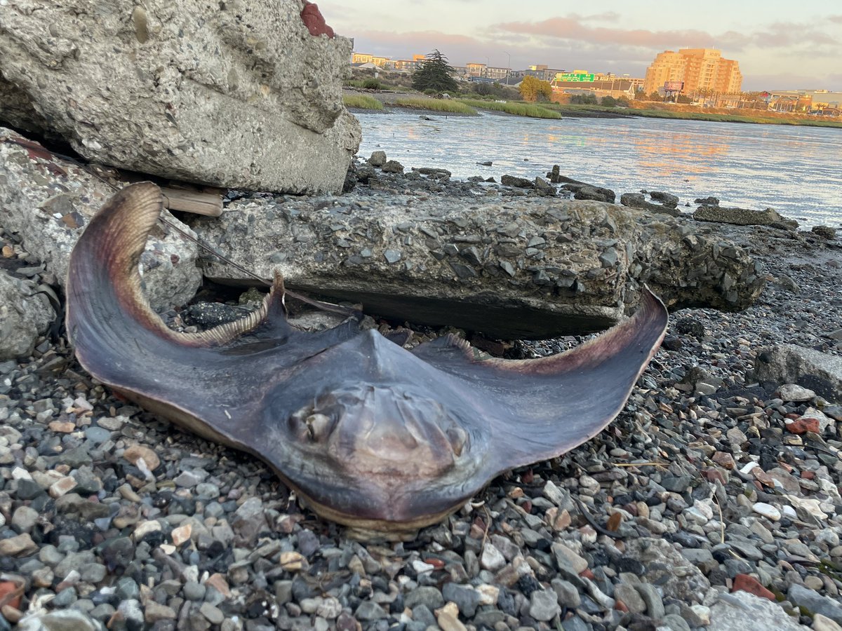 Grabbed water samples after a long day at work: Berkeley & Emeryville have what appears to be Heterosigma. Hercules and San Leandro did not. I’m really hoping to not see the bloom grow, but this is feeling a bit like last year. 1 dead bat ray in Emeryville