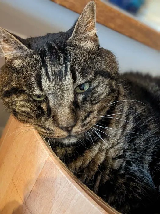 ついつい時間が経つのを忘れてしまう、猫のお昼寝観察【連載】交通事故にあった猫を拾いました#123|ねこのきもちWEB MAGAZINE 
