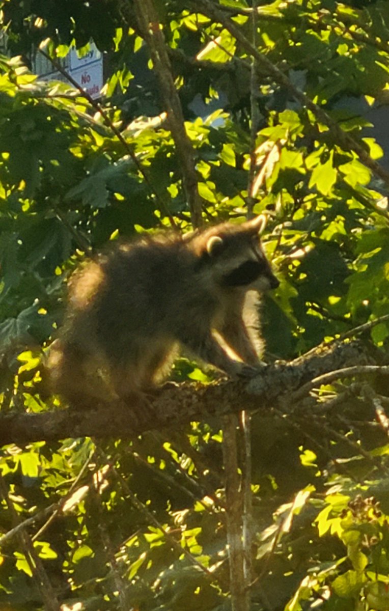 Nest_Nanaimo's tweet photo. Dinner & a Show out the window tonight! #bcwild #naturelover So cute! #beautifulbc https://t.co/kxvy3PgbkK