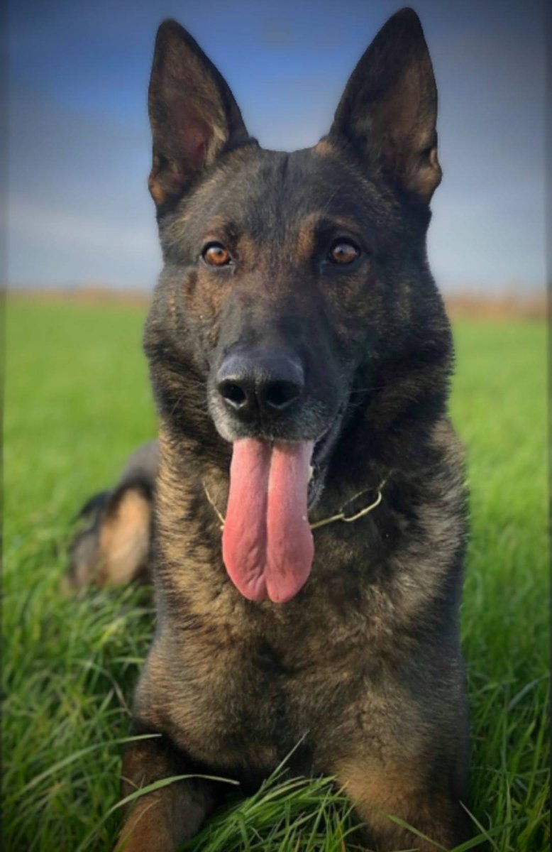 PSOSDogs's tweet image. #PDChase and #S319 supported @PSOSForthValley officers last night when the ex-partner of a woman tried to break into her house and was verbally abusive. Chase got his nose to the ground and the suspect was traced not too far away. 1 in custody!

#TheNoseKnows
#DomesticViolence