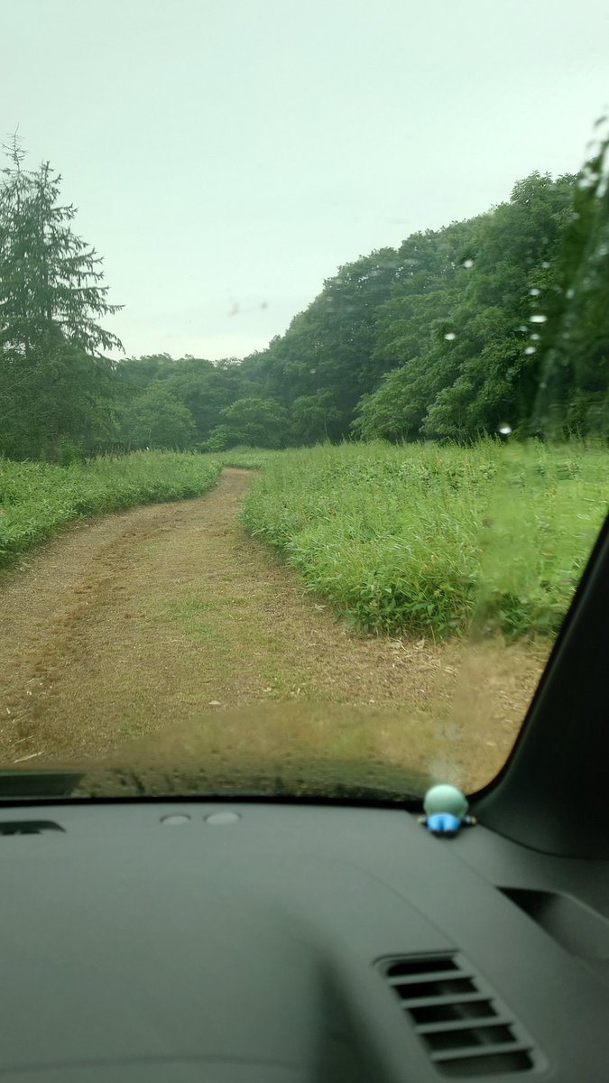 261nonki's tweet photo. なんか、インディー〇ョーンズとかに出てきそう。それとも〇ュラシックパーク？よく自分の車で行ったわ、偉いぞ！私の車！(笑)

 #北海道 #鶴居村 #大自然 #熊出てきそう https://t.co/QSH3o3NAnB