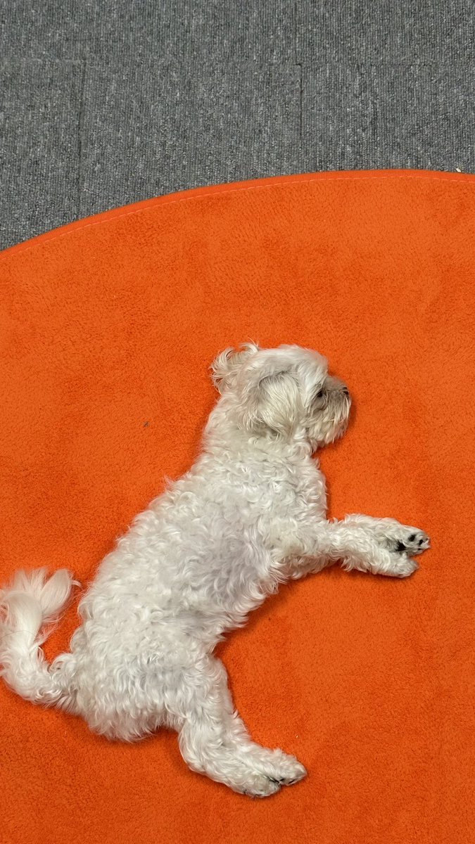 dedolsoon's tweet image. 나는 딜라이트니까,, 러그 주황색으로 바꿨어요,,🤗