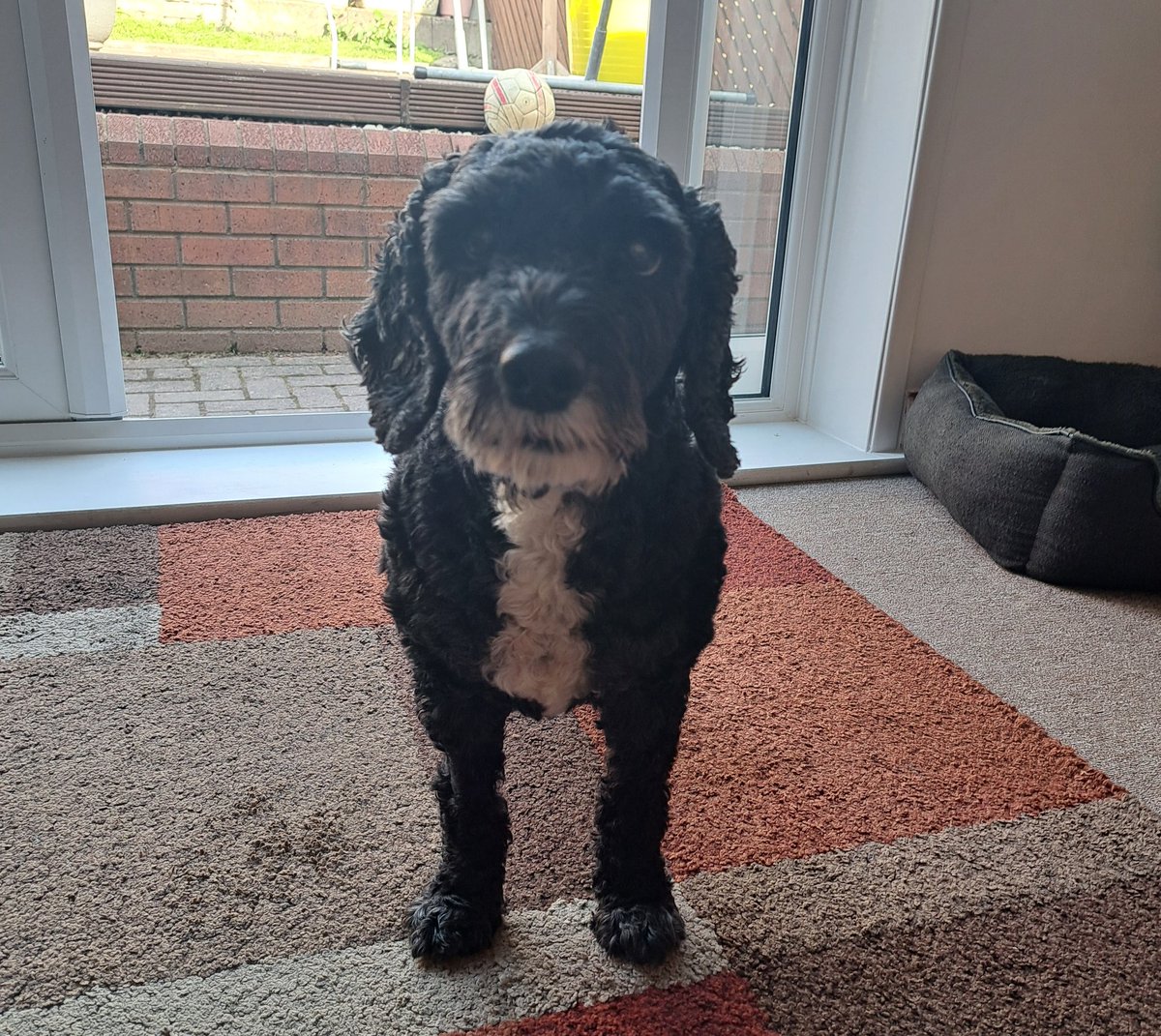 juliachance's tweet photo. Another direct debit by @manypets_uk despite no news on claim made 6 months ago & no answer to my emails since July. Complaint raised but nada since *weeks now* DOG OWNERS BEWARE of #Manypets
They have money 2 advertise but not to deal with customers. I've paid 1000s in premiums https://t.co/Ne5pljQ6yJ