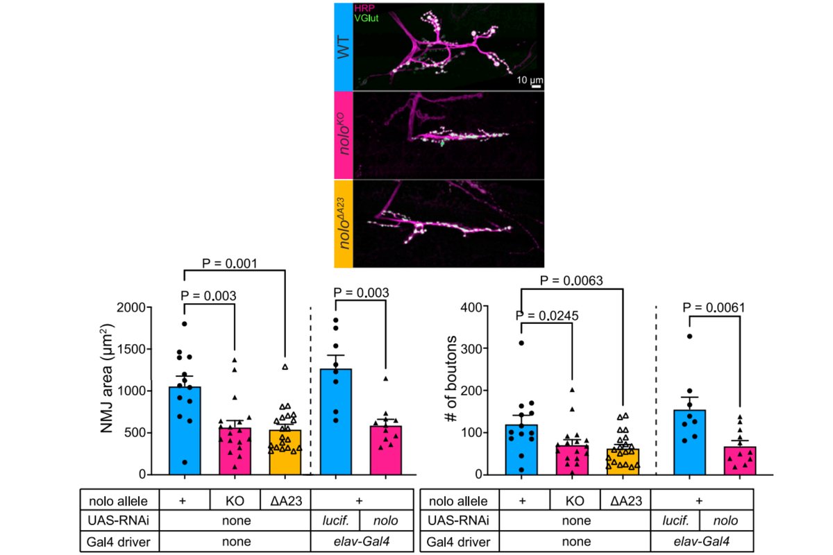 rebcsmith's tweet photo. Delighted to add a small contribution to @mc_gambetta and colleagues' fantastic new paper 🥳🪰🔬 
Free access full text here: 
https://t.co/coIxT2XFzz https://t.co/aDQ7ujmHva