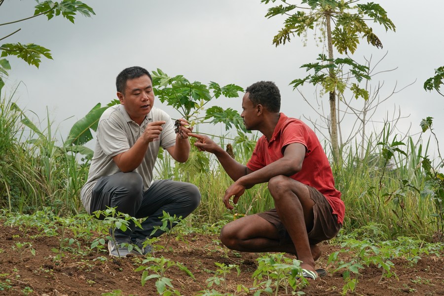 ChenMingjian_CN's tweet photo. Nanenane Agricultural Exhibition falls in Mbeya this year. As agriculture plays the key role in 🇹🇿, we hope to continue our cooperation to promote the adoption of new technologies and the youth empowerment in this field, so as to boost Tanzania’s agricultural development. https://t.co/sTMFymCi7U