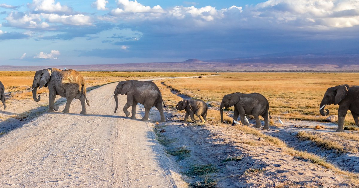 Take the sky-road to adventure! 🛫 With #AirkenyaExpress We have daily flights into the heart of #Amboseli, where you can trace the steps of the #gentlegiants🐘and marvel at the beauty of #MagicalKenya #ElephantParadise #safariadventure #SafariExperts #wilsonairport #bushflying