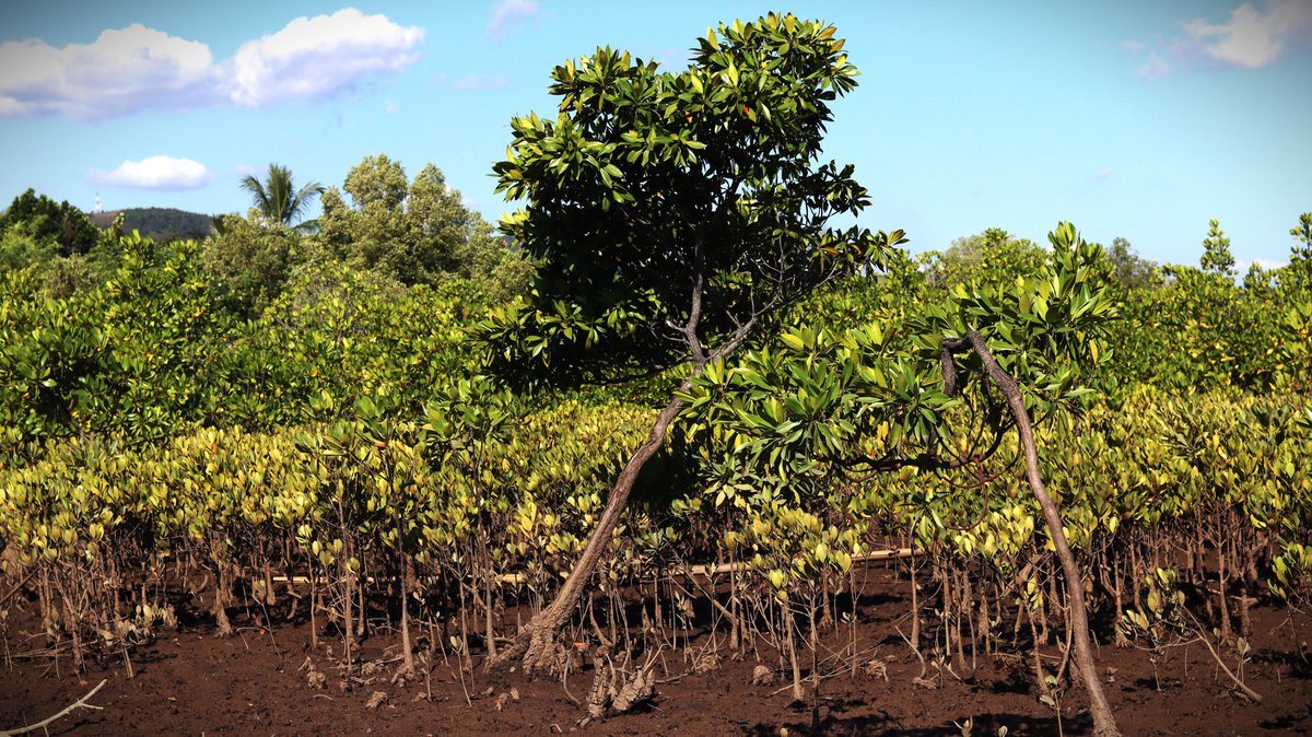 🤓#PhDOpportunity

The Indian Ocean Commission RECOs project is offering a Doctoral or post-doctoral research grant on the conservation and restoration of marine and coastal ecosystems in the Western Indian Ocean (#WIO).

More details 👉 nairobiconvention.org/careers-nairob…

#marinecareers