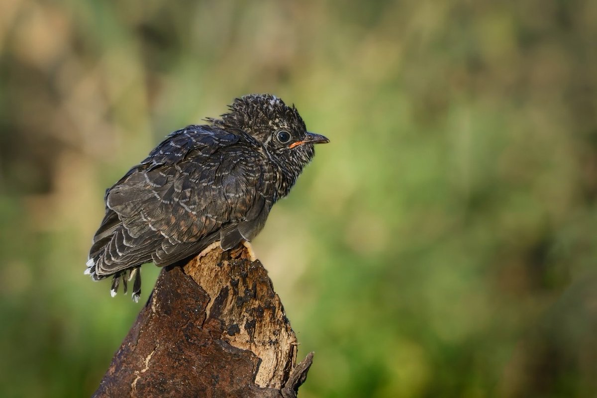 Куцый кукушонок нетерпеливо ждёт родителей. Мы примерно с таким же выражением высматриваем курьера с пиццей.

📷 Светлана Медведева: rtraveler.ru/community/user…